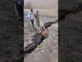 A Pregnant Mare Falls Into a Crack #animalfacts #wildlife #horse #help #animals