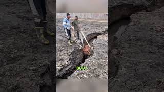 A Pregnant Mare Falls Into a Crack #animalfacts #wildlife #horse #help #animals