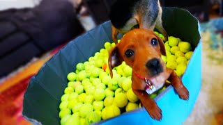 SURPRISING MY DOGS WITH 100 TENNIS BALLS!