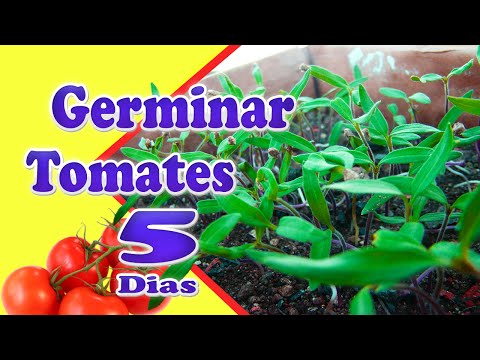 Vídeo: Como plantar sementes germinadas de tomate?