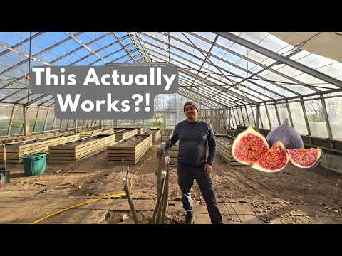 How To Graft Fig Trees! With Results!