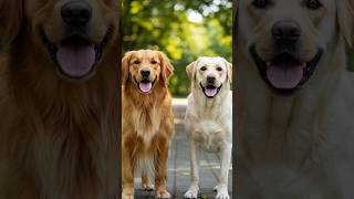 Difference Between Labrador And Den Retriever