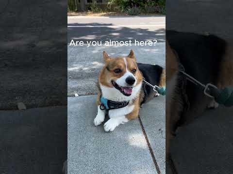 Corgi Meets Shiba: