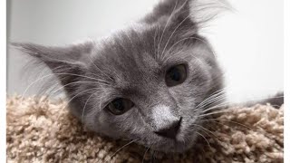 Slendrina the celler theme song