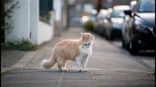 7 Things You Should NEVER Do With Your Cat