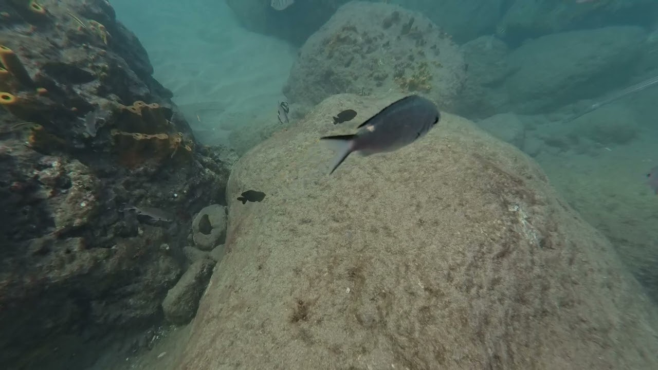 St. Lucia, on the Catamaran with Dolphins & Snorkeling 4K HDR. 60fps. 