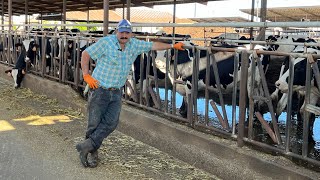 papá chee alluda a una vaca a que nasca el beserrito #vaca #ganadolechero