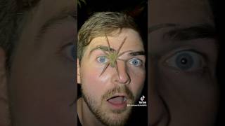 Wandering Spider On My Face