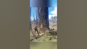 Insanely Satisfying Tree Cutting with Chainsaw #73