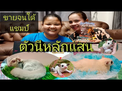 ร้านนี้ใด้แชมป์ ประกวด ชูก้าร์ ล่าสุด ปี 65 มีหลากหลาย สายพันธุ์ หลายราคา จัดส่งทั่วประเทศ