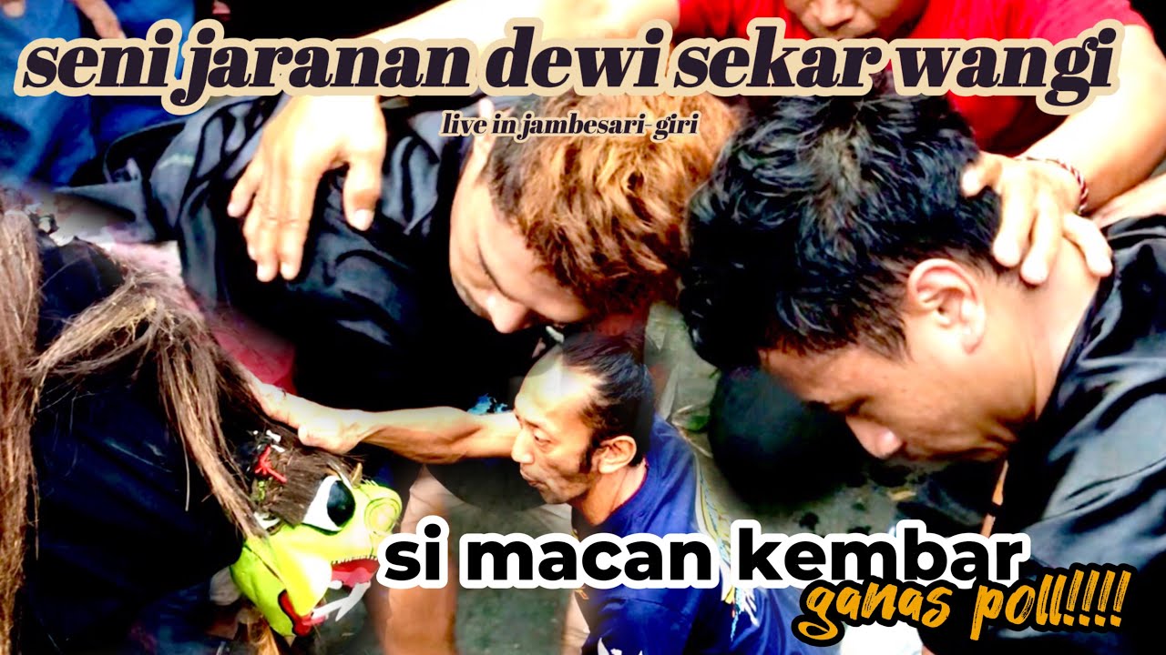 SENI JARANAN DEWI SEKAR WANGI 🔴LIVE JAMBESARI-GIRI (GANASNYA SI MACAN KEMBAR HINGGA PENONTON PANIK!)