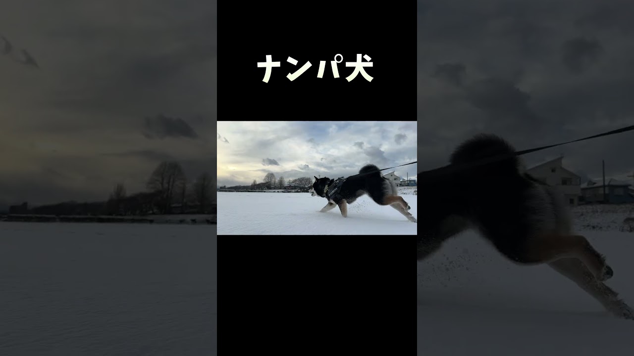 Pick-up dog - YouTube Pick-up dog - YouTube