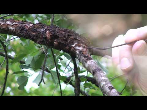 Vidéo: Cherry Black Knot Information - Gestion du noeud noir des cerisiers
