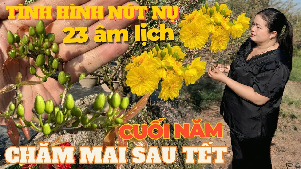 11-02 CHỊ THANH TRÀ Chia Sẻ Tình Hình Nút Nụ Mai Tết Giai Đoạn Cuối Năm, Cách Chăm Sóc Mai Sau Tết