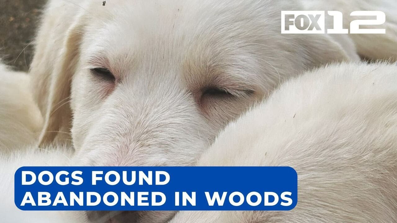 Mom, 8 puppies found abandoned in woods in Skamania County - YouTube