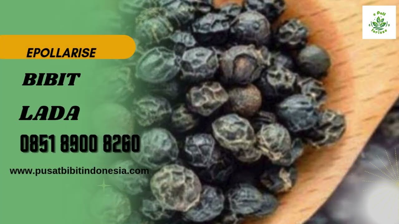0851.8900.8260 (tsel) epollarise Bibit Lada Perdu Di Banjarnegara