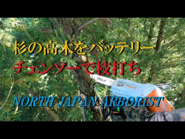 650.STIHL MSA220TC-Oで杉の高木枝打ち English sub - YouTube