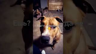 Большеносу не дают шарлотку. Pitbull asking for  apple pie.Unlucky. собака Питбуль pitbull dog