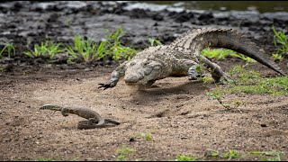 Brave Water Monitor tries to steal big Nile Crocodile's eggs