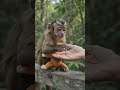 The Cutest Best Friends! 🐒❤️ #shorts #animalshorts