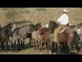 Tongue River Ranch - American Quarter Horse Program