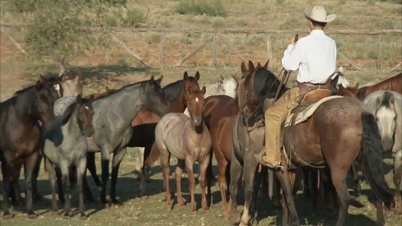American Paint Horses For Sale In Texas American Paint Horses For Sale In Texas