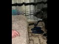 #Лабрадоркушает