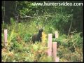 Sika Stalking - Hunters Video