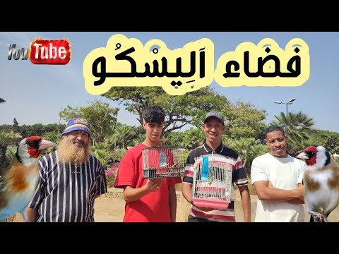 فضاء اليسكو ليوم الاربعاء شتنبر أثمنة الطيور المغردة خاصة المقنين والهجين والله يدير الخير