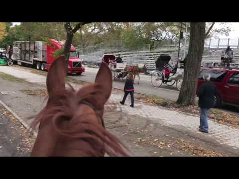 Horseback Riding in Central Park, NYC