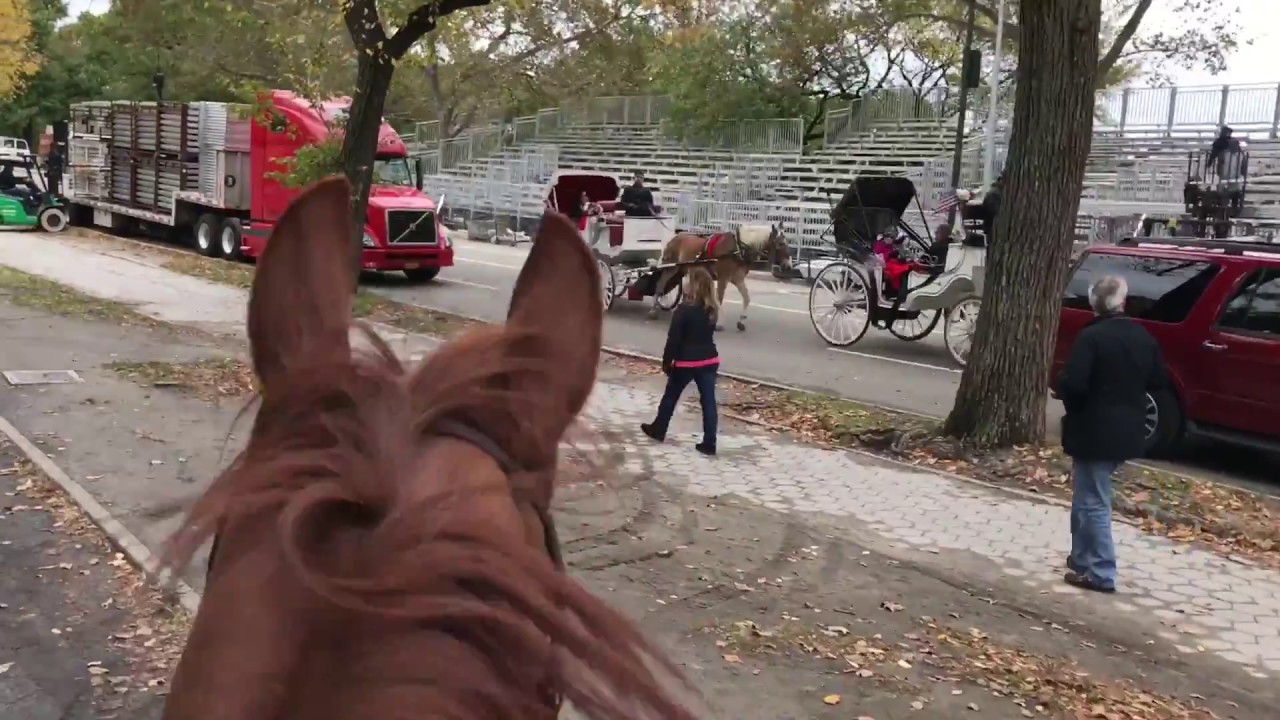 Horseback Riding in Central Park, NYC YouTube