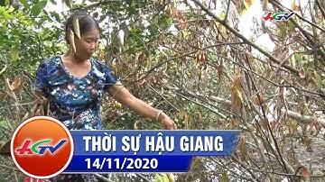 Nước rút, nhiều vườn cây ăn trái thiệt hại nặng
