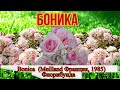 Видео обзор розы  Боника (Флорибунда) - Bonica  (Meilland Франция, 1985)