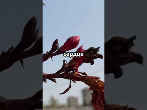 Смертельная красавица – Олеандр!