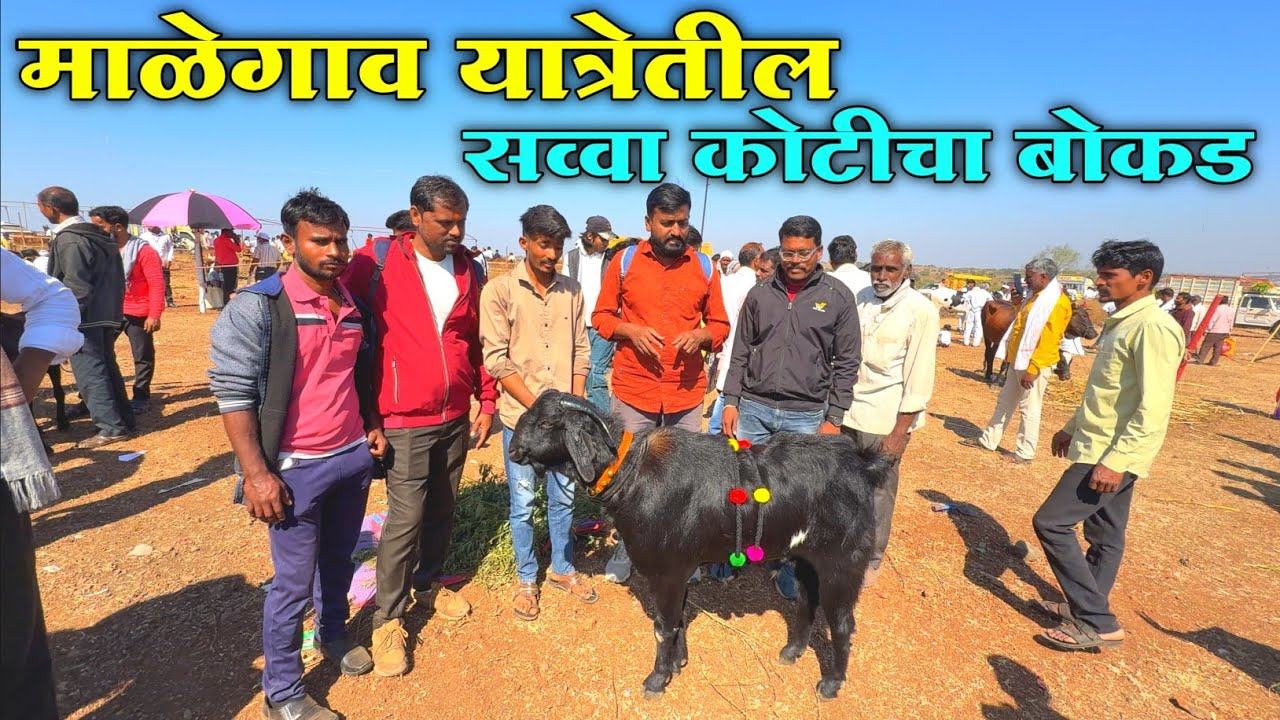 माळेगाव यात्रेतील सव्वा कोटीचा बोकड | पशु प्रदर्शन माळेगाव यात्रा 