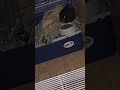 Guinea pig & gerbils - Kodak, spartan, cortana, Bruno, roddy #821 #banjo