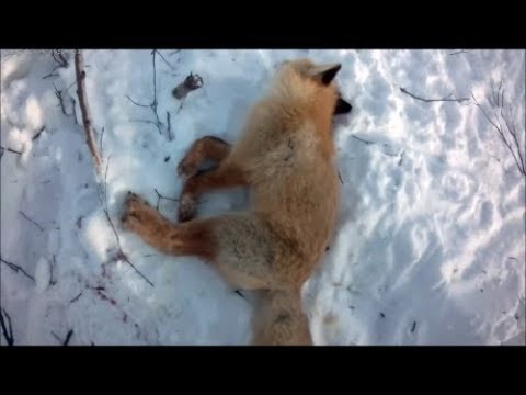 Охота на лисицу спид ап. Охота на Корсака зимой.