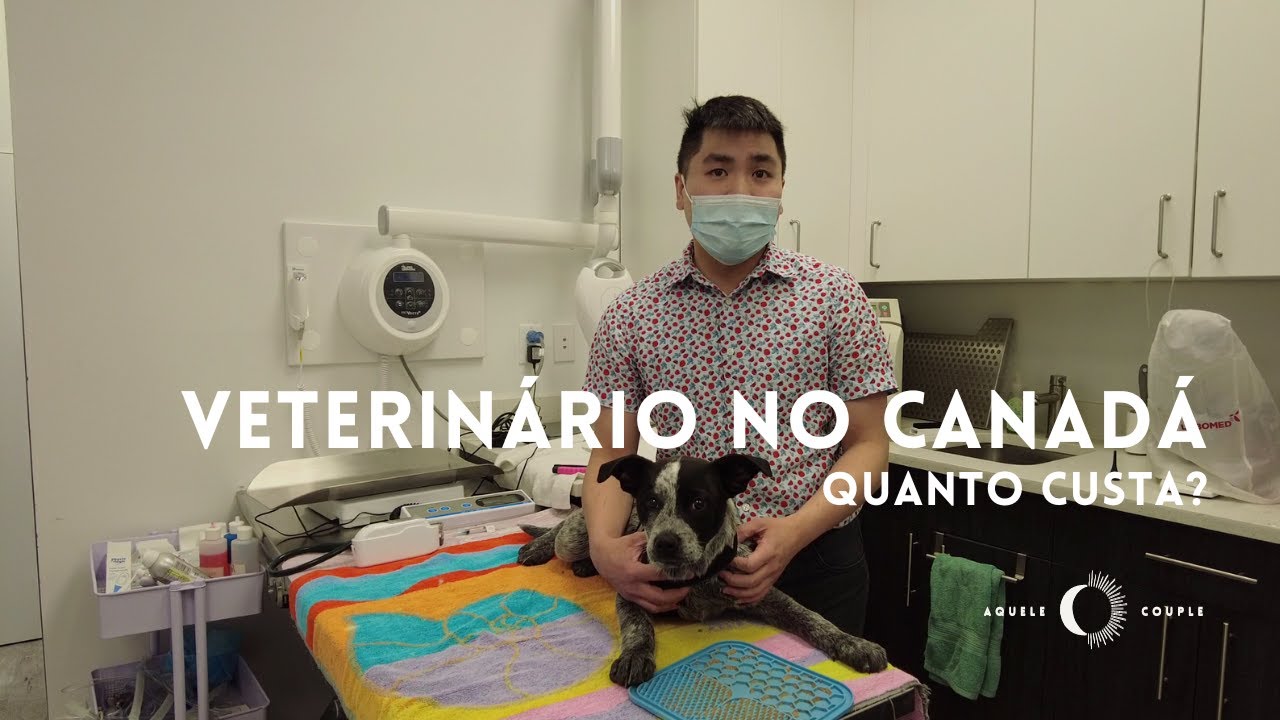 QUANTO CUSTA CONSULTA NO VETERINÁRIO NO CANADÁ? 🐕💰 | Custo de vacinas ...