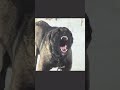 Kangal Shepherd Dog Barking Sound Shepherd Dog Barking Sound 