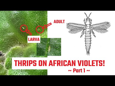 Video: African Violet Svampesygdomme - Tegn på Botrytis Blight af afrikanske violer