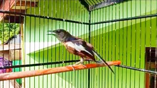 Kacer Poci Paud Gacor Belajar Ngiriwik