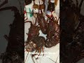 lobster fishing results in socal #fishing #socal #lobster