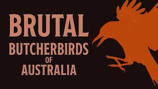 Brutal Butcherbirds Of Australia