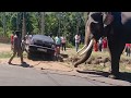 Maruti 800 gets stuck: Elephant to the rescue [Video]