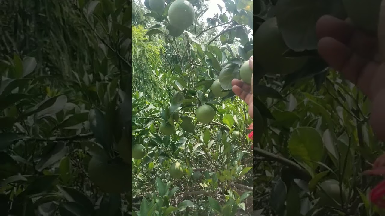 mausami farming video