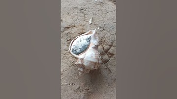 DIY Aluminum Snail Shell Sculpture: Easy & Stunning! #shorts #viralvideo #restoration #reels