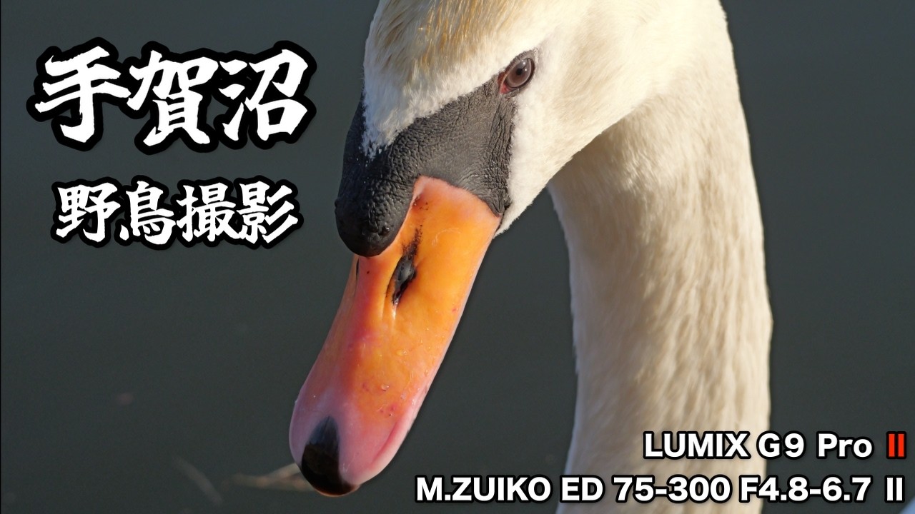 【野鳥撮影】手賀沼サイクリングで野鳥撮影♪野鳥撮影１年生