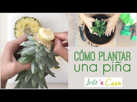 Cómo plantar una piña