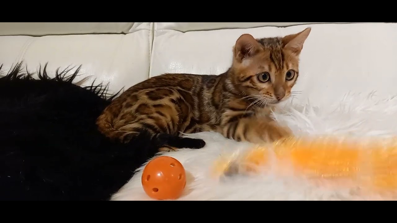 Vogue brown bengal boy 3583