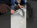 天然ブリ捌く